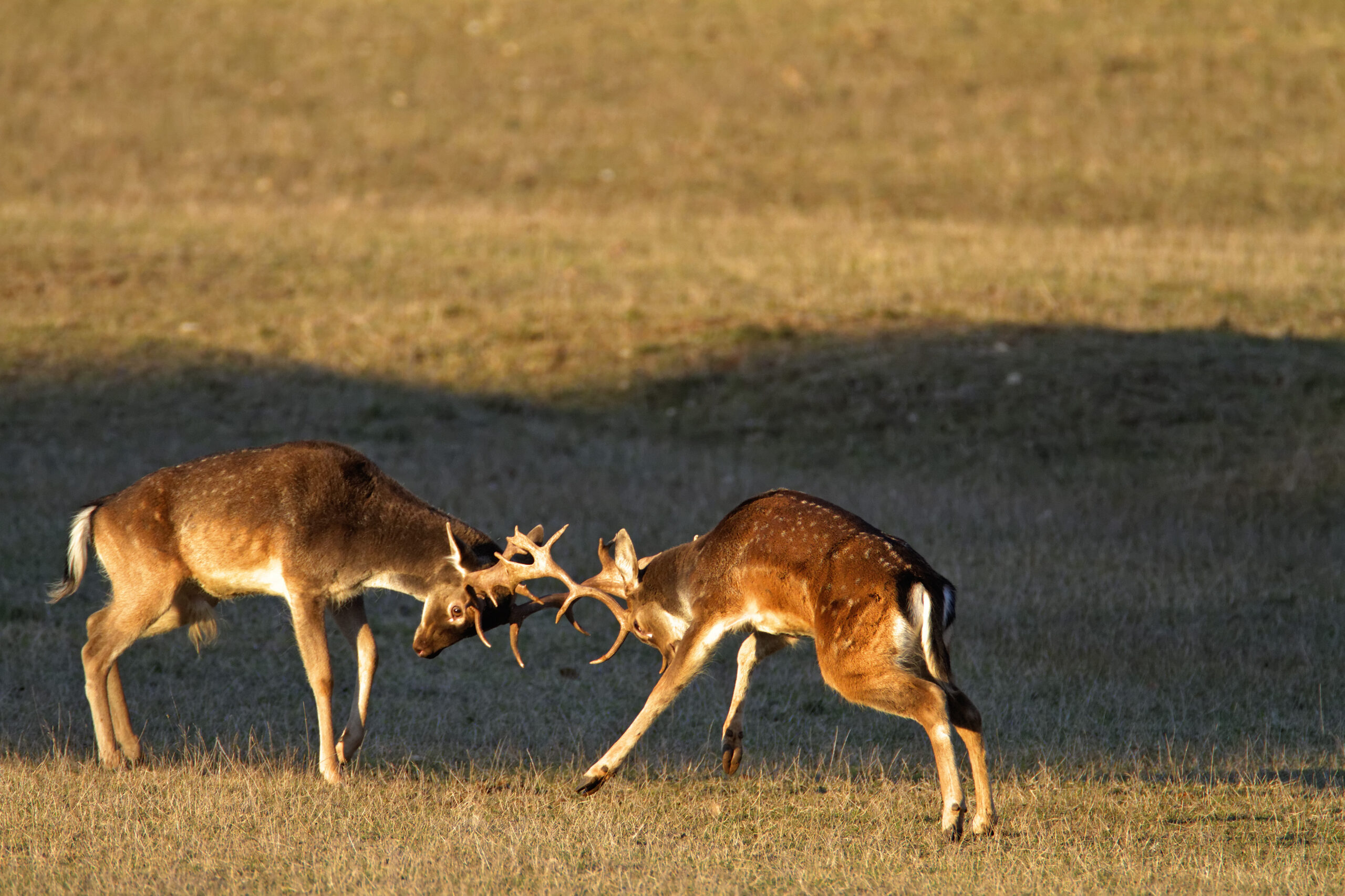 Deer fighting
